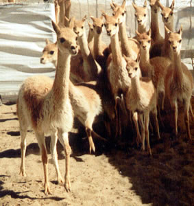 Vicuñas Fibre of the Gods